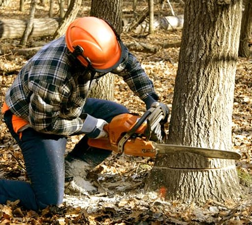 Tree Removal in Letart, WV